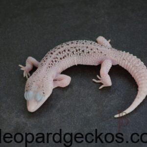 gem snow leopard gecko